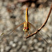 Female Scarlet Percher