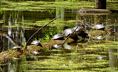 Two Blanding's turtles in good company