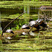 Two Blanding's turtles in good company