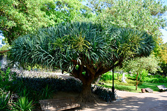 Lisbon 2018 – Tree in the Jardim da Estrela
