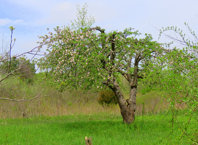 An old apple tree on a deserted orchard.