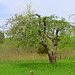 An old apple tree on a deserted orchard.