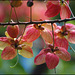 local color