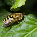 HoverflyIMG 6399