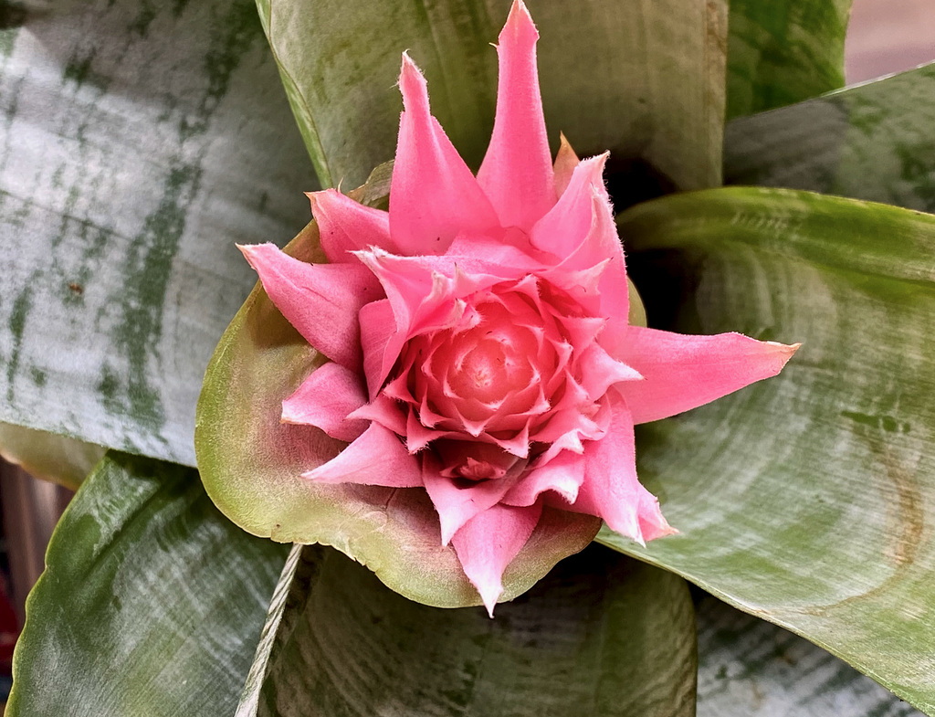 Lanzenrosette (Bromelienart)   (PiP Mutterpflanze)
