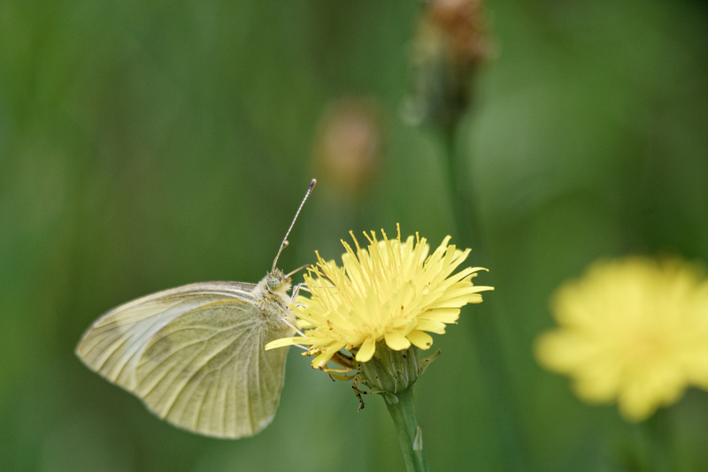 21.06.20 Kohlweißling