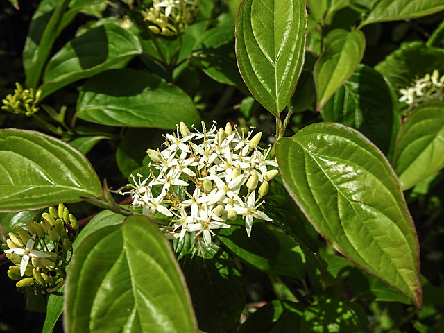 20230531 0533CPw [D~LIP] Blutroter Hartriegel (Cornus sanguines), UWZ, Bad Salzuflen