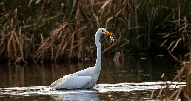 Great white egret