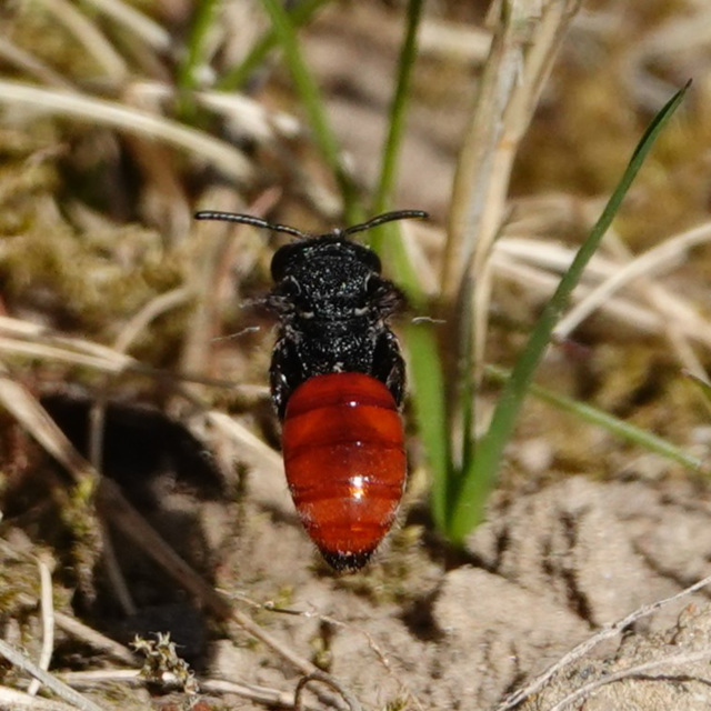 Riesen-Blutbiene