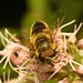 EF7A4711 Hoverfly