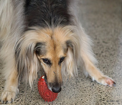 Don't think for a moment I am ready to give up my squeaky ball!