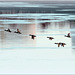Mergansers over St. Clair River