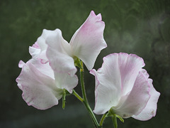 Sweet Peas