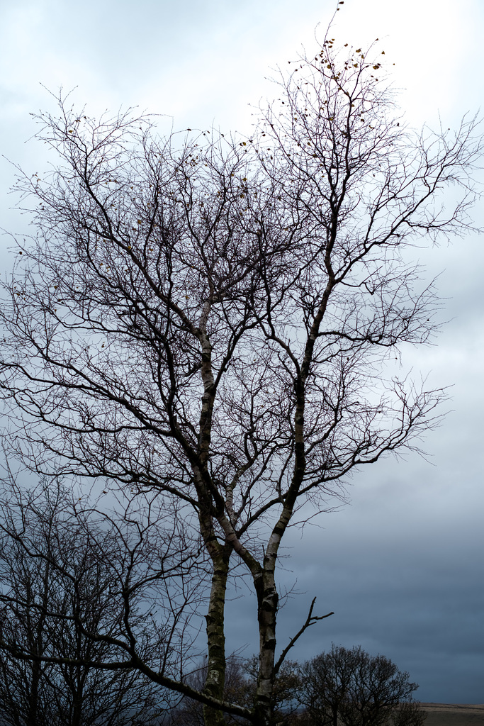 Trees atop Shire Hill