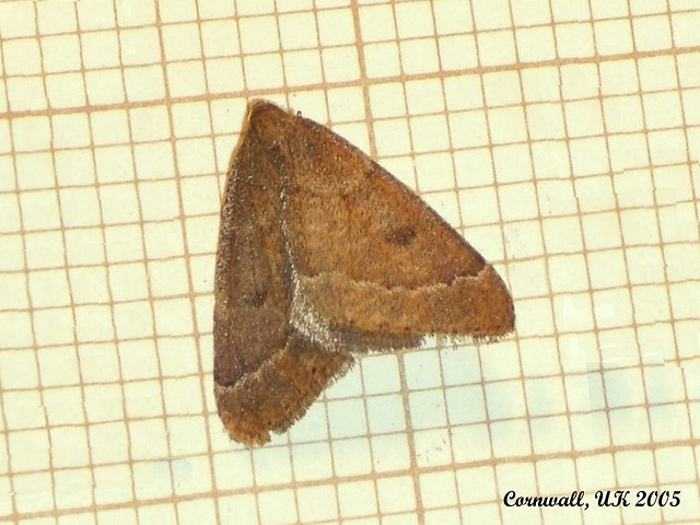 1960 Theria primaria (Early Moth) - 3090u