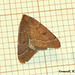 1960 Theria primaria (Early Moth) - 3090u