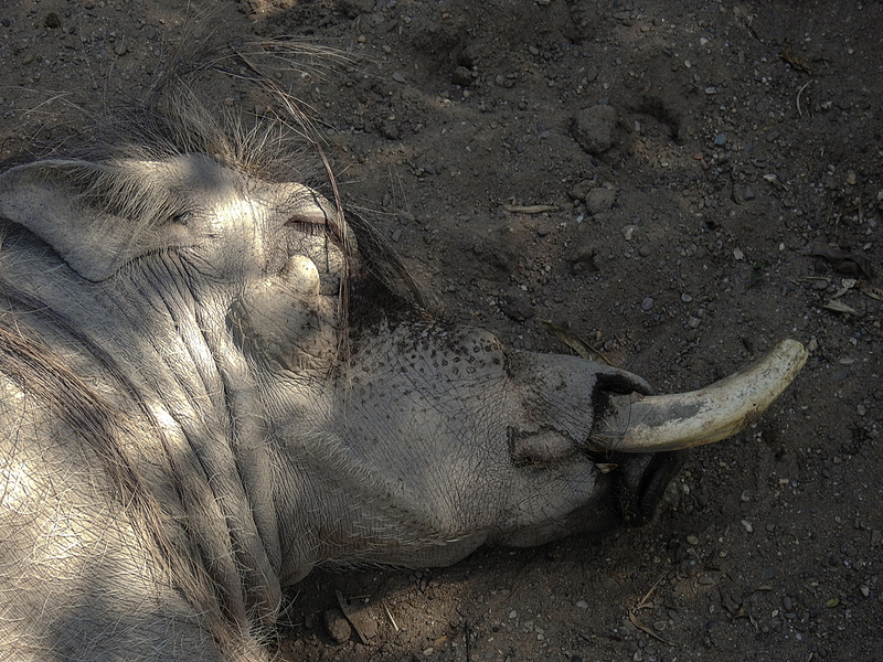20170615 1973CPw [D~MS] Warzenschwein, Zoo Münster