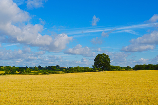 Gnosall fields