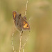 Meadow Brown ~ Bruin zandoogje (Maniola jurtina), female ♀...