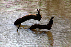 Nessie , le monstre du Loch Ness existe . Je l'ai vu sur le plan d'eau du Château de l'Etang à Saran .