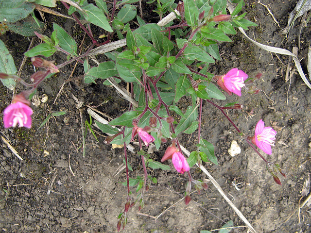 Wild fuchsias! (on the way to Revash)