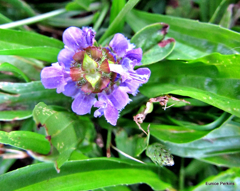 Very Pretty Weed.