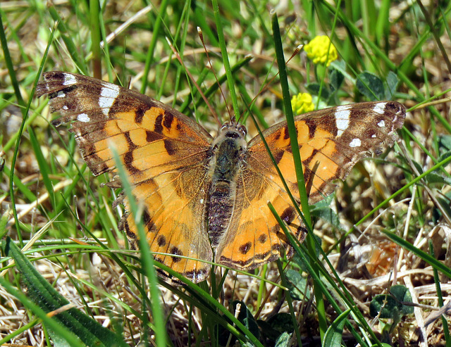 American Painted Lady (Venessa cardui)