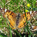 American Painted Lady (Venessa cardui)