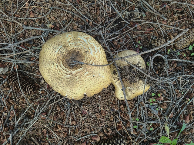 Parasol