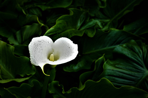 Zantedeschia aethiopica