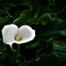 Zantedeschia aethiopica