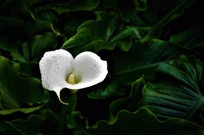 Zantedeschia aethiopica