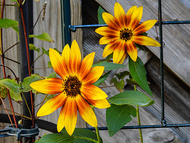 20220904 1624CPw [D~LIP] Sonnenblume (Helianthus annuus), Bad Salzuflen