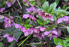 20230321 0027CPw [D~LIP] Christrose (Helleborus), Bad Salzuflen