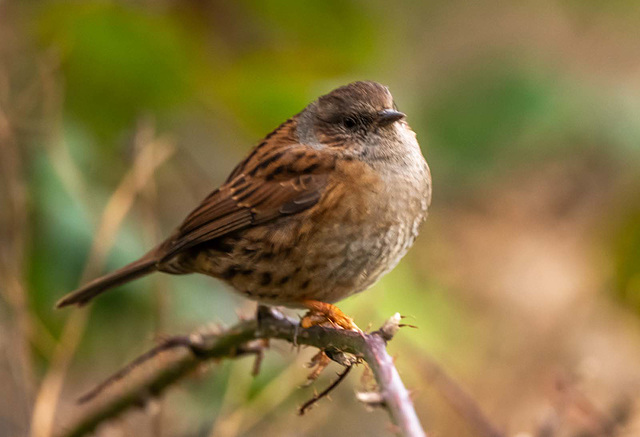 Dunnock