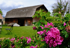 Blooms by the Barn