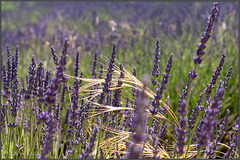 Lavendel mit Getreidehalm