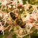 EF7A4715 Hoverfly