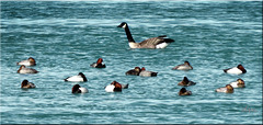 Redhead ducks & Canada goose