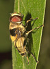 IMG 8448hoverfly