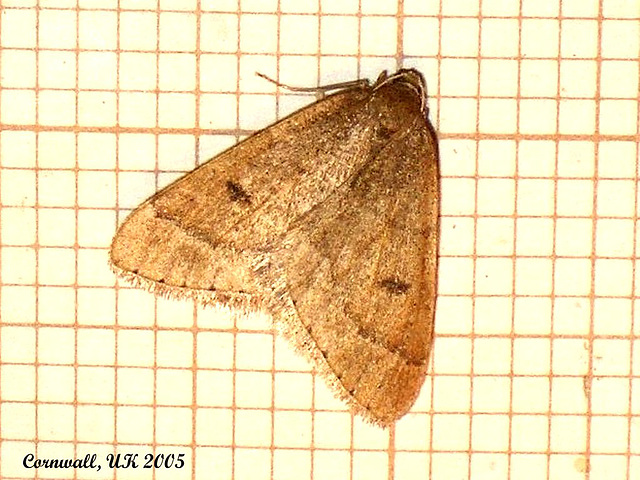 1960 Theria primaria (Early Moth)