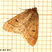 1960 Theria primaria (Early Moth)