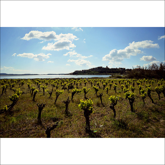 Vignes à Bages.