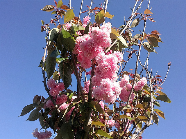 Under today's hot any pink colour will become brown