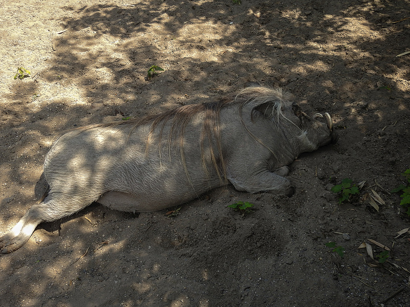 20170615 1974CPw [D~MS] Warzenschwein, Zoo Münster