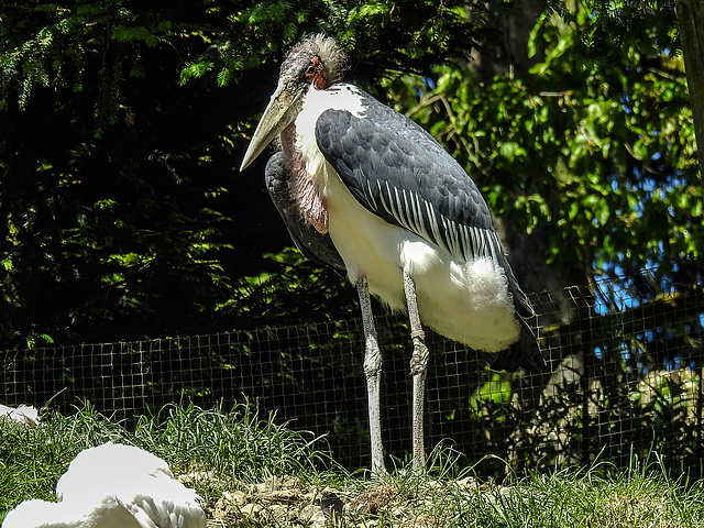 20170527 1737CPw [D~LIP] Marabu, Vogelpark Detmold-Heiligenkirchen