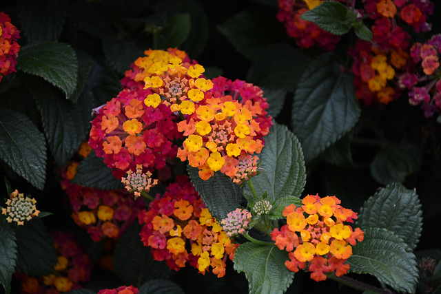 Lisbon, Flowers in the Garden of Cerca da Graça