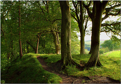Scaleber Wood, Yorkshire