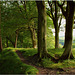 Scaleber Wood, Yorkshire