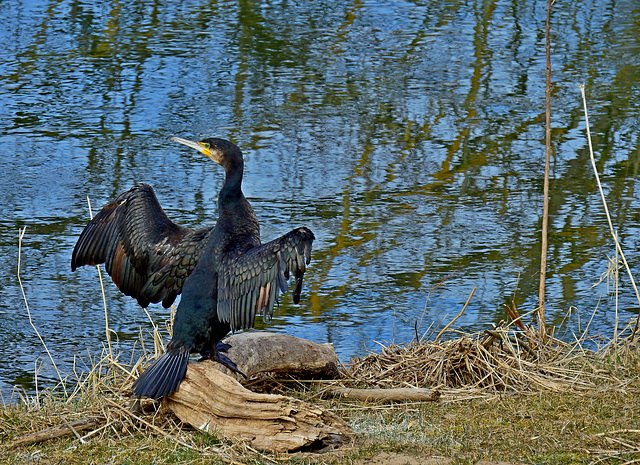 Flußpirat im Trocknungsmodus :).....  + PiP!